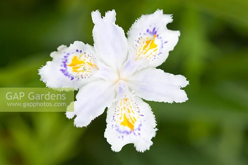 Iris japonica 'Ledgers'