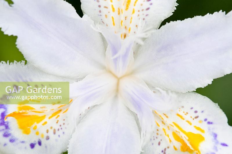 Iris japonica - 'Ledgers'