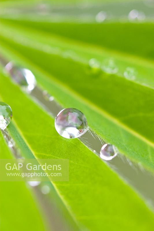 Lupin leaf with waterdrops