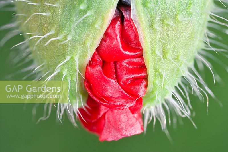 Papaver commutatum 'Ladybird' poppy - Opening bud