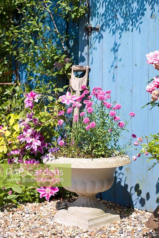 Cottage style garden, planted urn with 'Blue' painted door behind