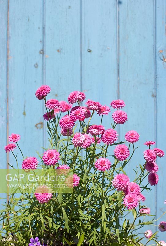 Argyranthemum frutescens - Pink marguerite daisies