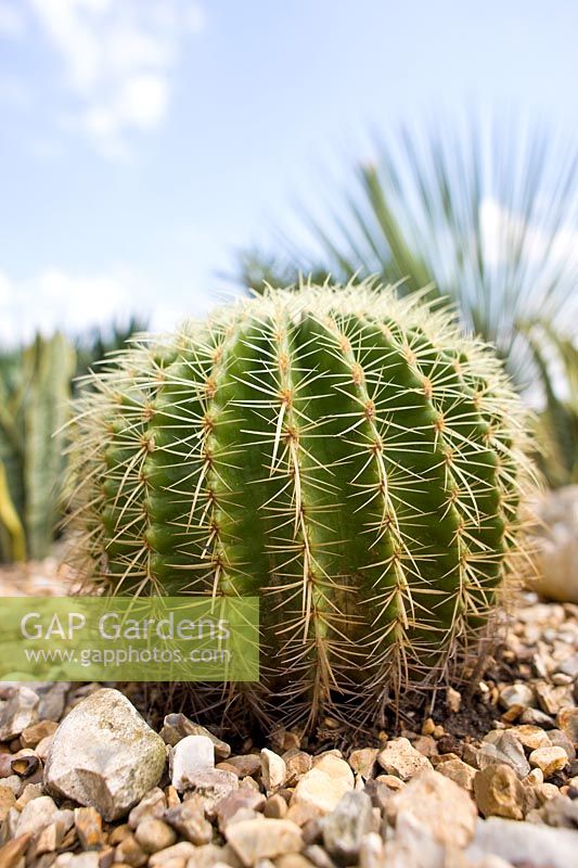 Echinocactus -  barrel cactus in dry garden