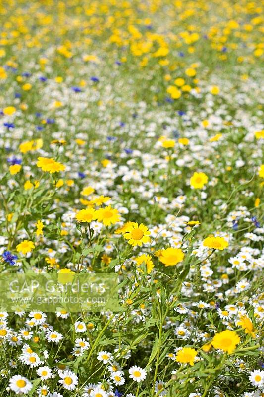 Cultivated wildflower meadow