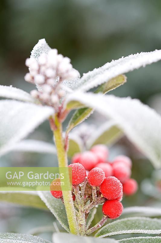 Skimmia - Frosted berrries