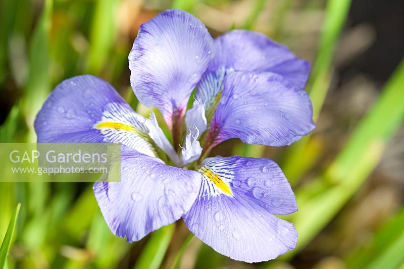 Iris unguicularis - Algerian iris