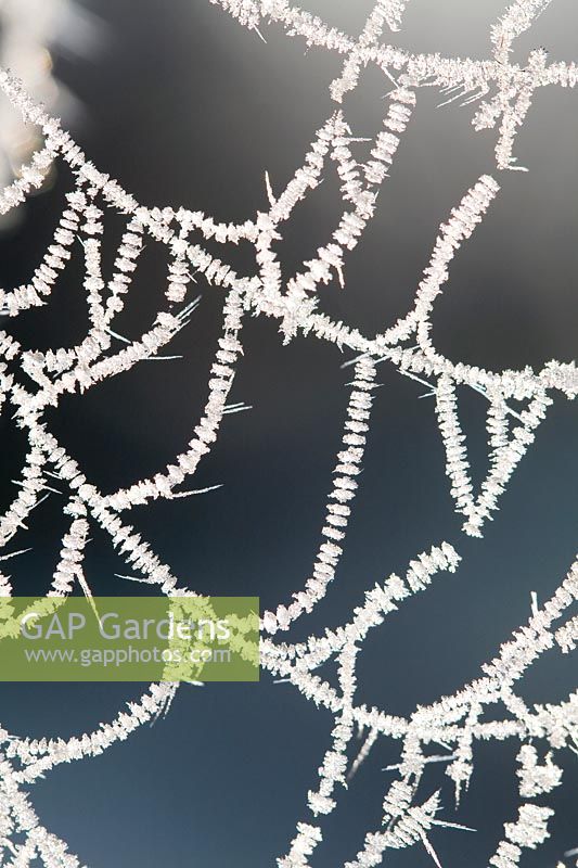 Araneus diadematus - Frosted garden spider web