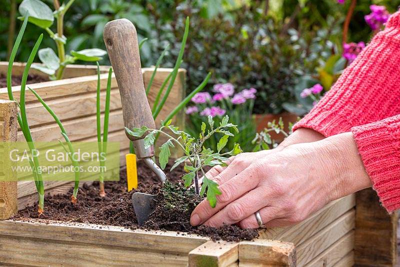 Woman planting 'Tumbling Tom' tomato in corner sections