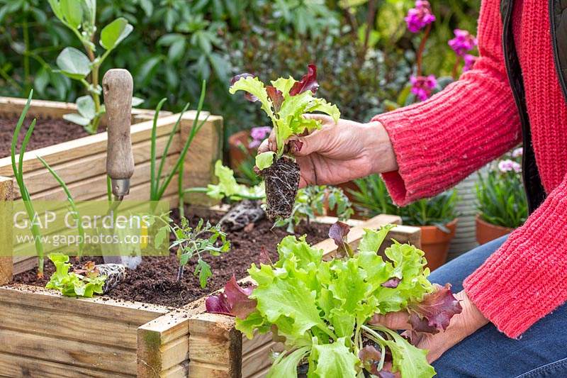 Woman planting lettuce plugs in raised wooden planter