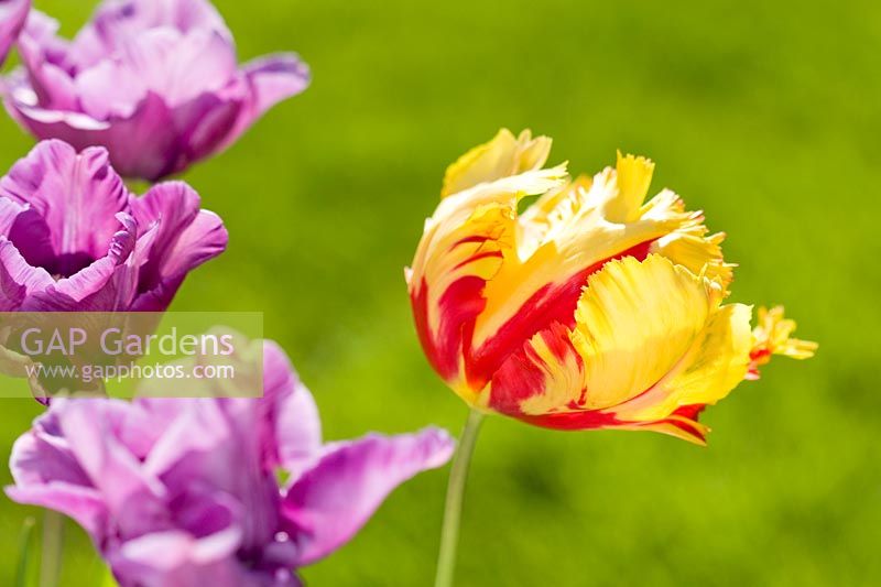 Tulipa - Purple tulips with Tulipa 'Texas Flame'