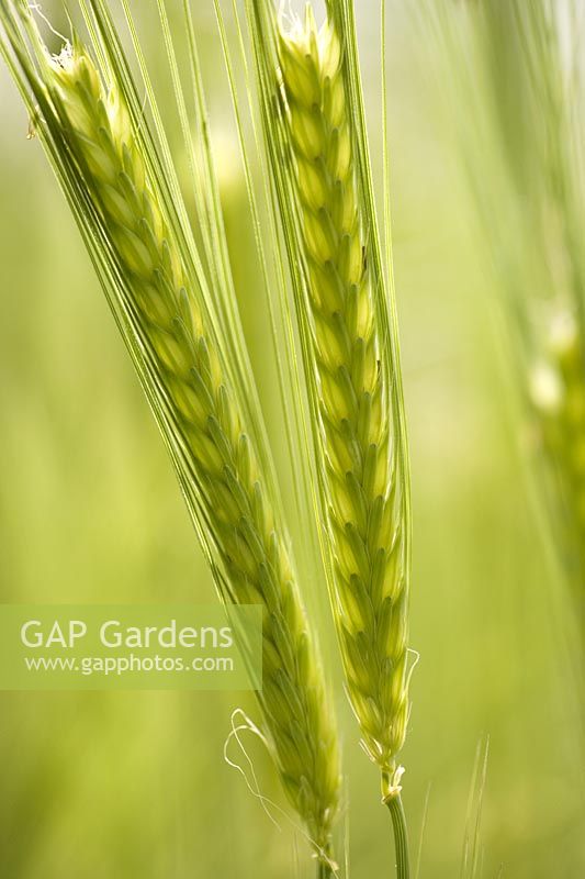 Hordeum vulgare ears of ripening barley