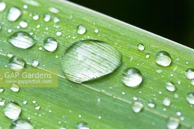 Raindrops on Iris leaf