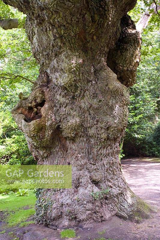 Quercus robar - 950 year old oak 'King Oak' at fairhaven garden trust norfolk, UK