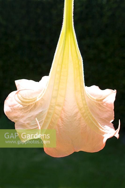 Brugmansia 'Candida' - 'Angel's Trumpet' flower