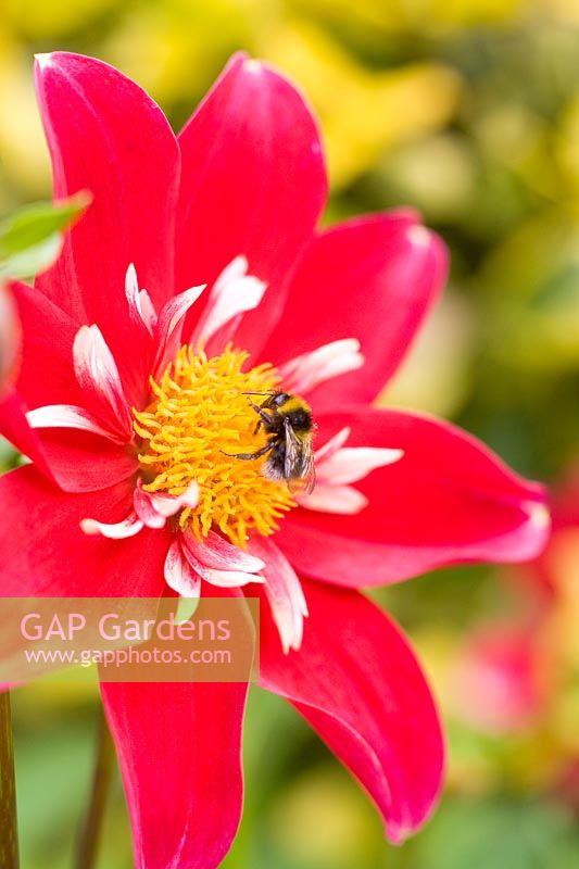 Bumble bee collecting pollen from dahlia
