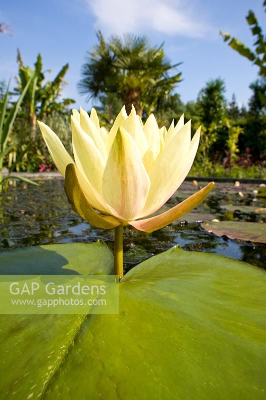 Nymphea - Yellow water lily