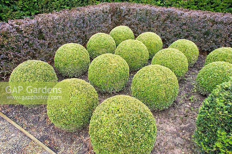 Buxus microphylla - Small-Leaved Box clipped into balls.