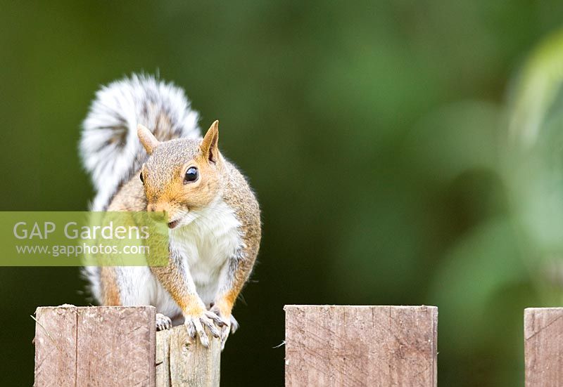 Sciurus carolinensis - Grey squirrel on gadren gate. 