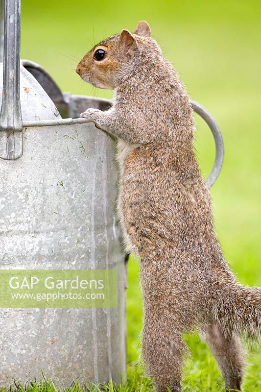 Sciurus carolinensis - Grey squirrel looking into metal watering can. 