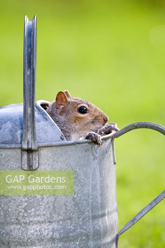 Sciurus carolinensis - Grey squirrel looking out from inside metal watering can.
