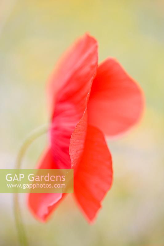 Papaver rhoeas - Common Poppy 