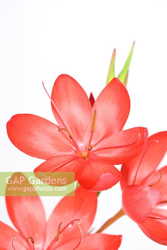 Hesperantha coccinea 'Major'- Crimson Flag Lily 'Major'