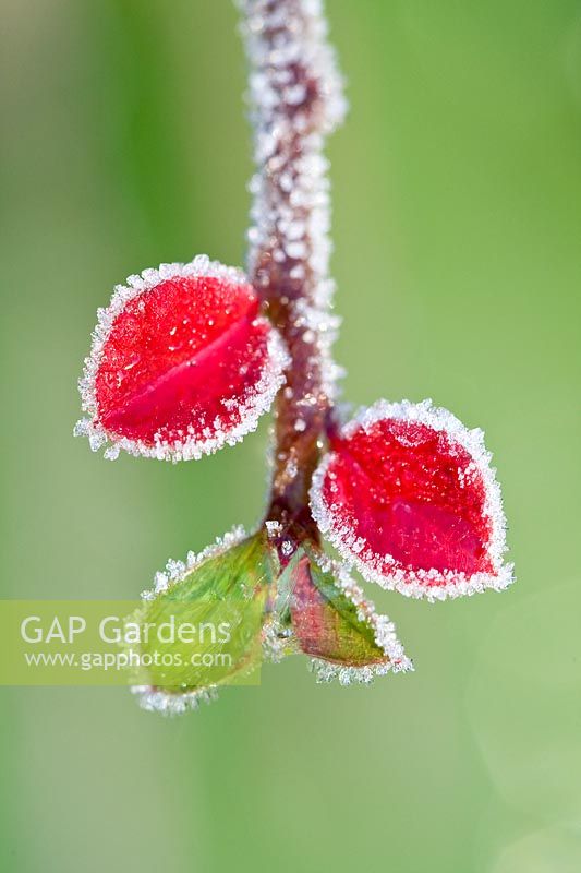Cotoneaster - Frosted leaves