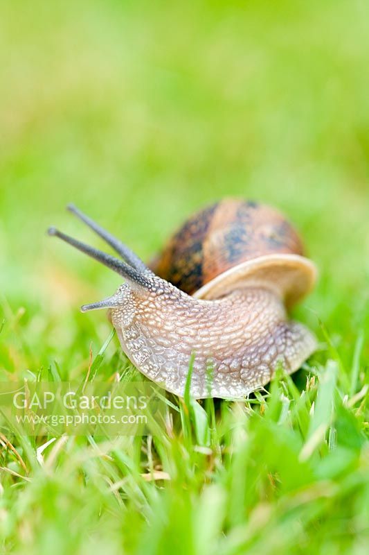 Helix aspersa - Common snail