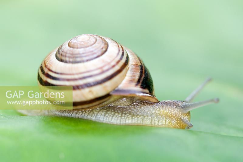 Cepaea nemoralis - Banded snail