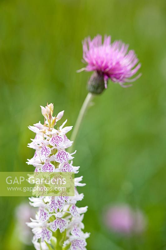 Dactylorhiza 'Maculata' - Heath spotted orchid with Cirsium dissectum - Meadow Thistle behind. 