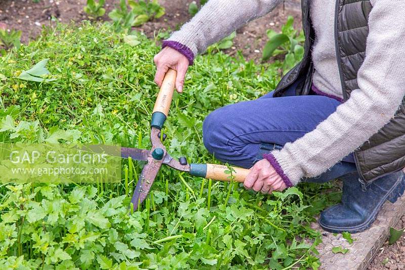 Woman cutting green manure on raised mound with shears - hugel kultur
