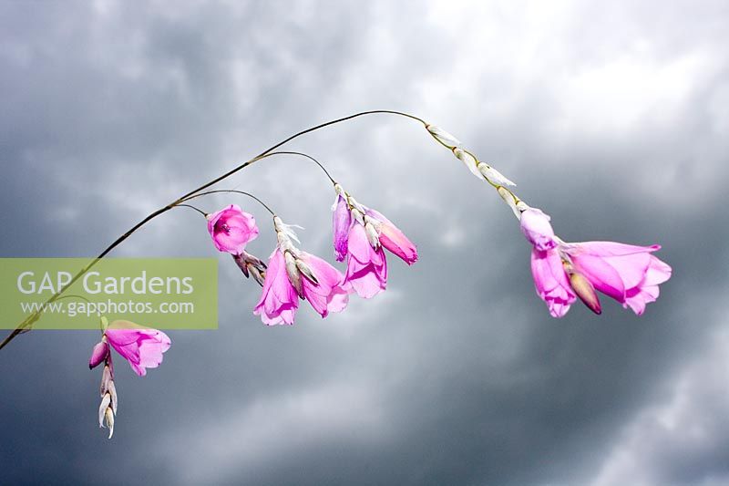 Dierama pulcherrimum  - Angels fishing rod with stormy sky in background