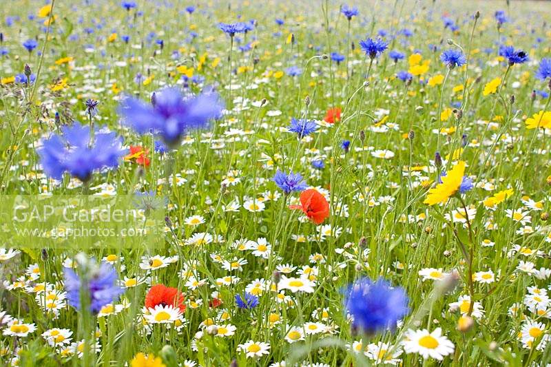 Cultivated wildflower meadow with cornflower, camomile, poppy