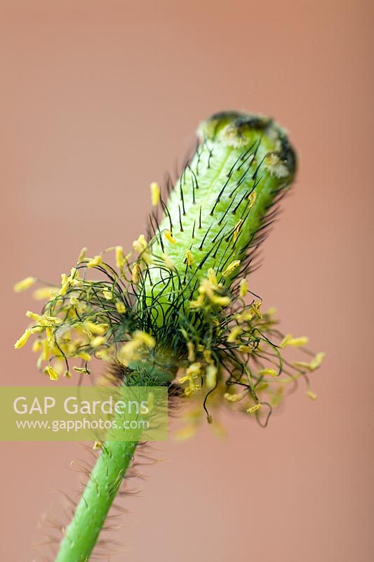 Papaver nudicaule -  iceland poppy seed head