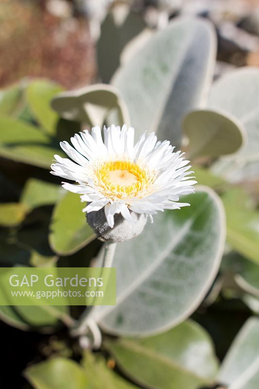 Pachystegia insinis - Marlborough rock daisy
