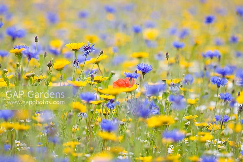 Cultivated wildflower meadow with cornflower, corn marigold and single poppy