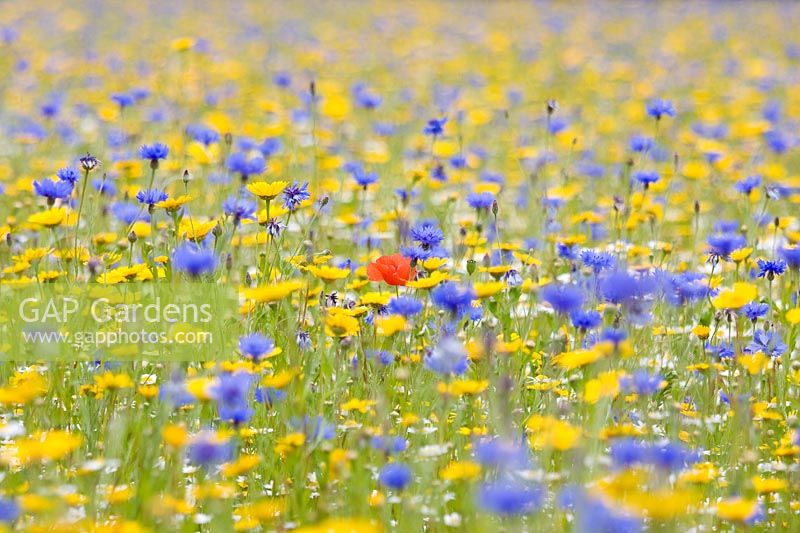Cultivated wildflower meadow with Centaurea cyanus - Cornflowers, Glebionis segetum - Corn Marigold and Papaver - Poppy. 
