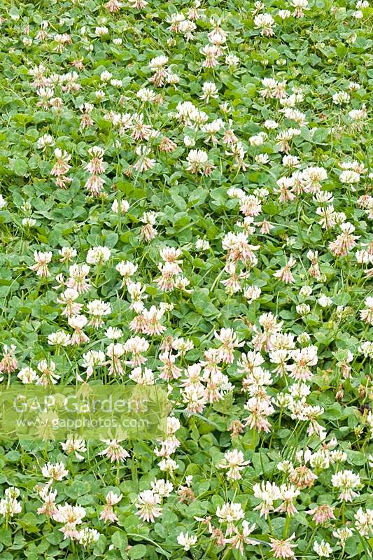 Trifolium repens - White Clover