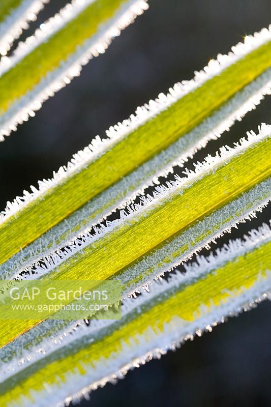 Trachycarpus 'Fortunei' - Frosted leaves of chusan palm