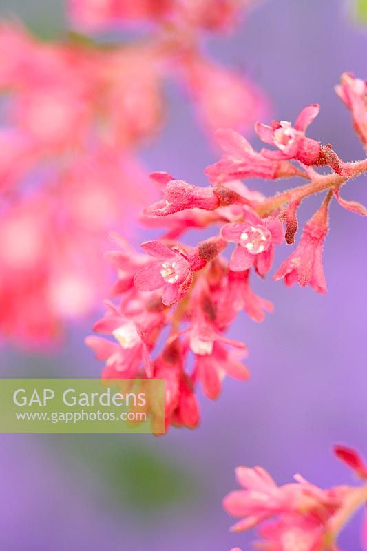 Ribes sanguineum - Flowering currant flowers