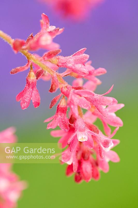 Ribes sanguineum - Flowering currant flowers