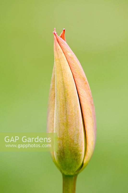 Tulipa - Tulip bud