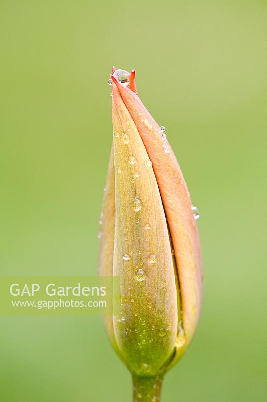 Tulipa - Tulip bud with rain drops