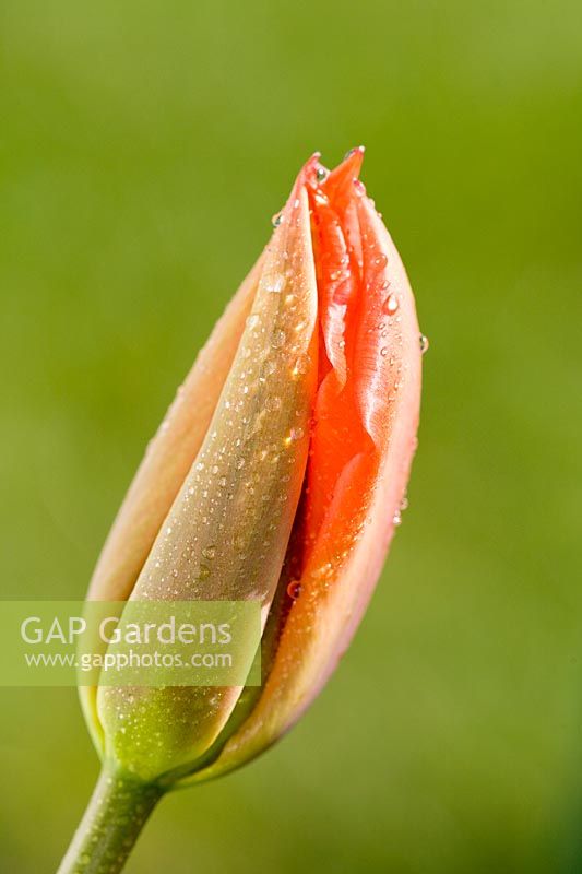 Tulipa - Tulip bud with rain drops