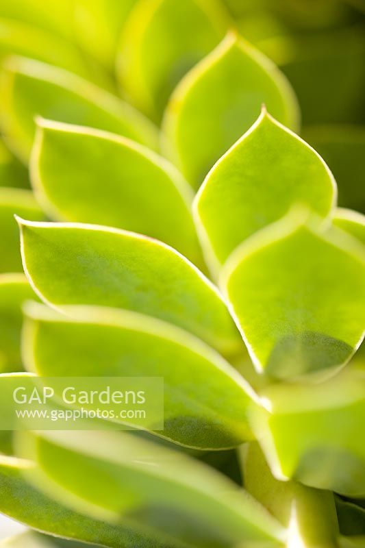 Euphorbia myrsinites - Broad-Leaved Glaucous Spurge
