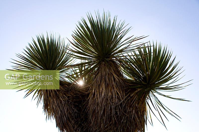 Yucca rostrata - Beaked Yucca