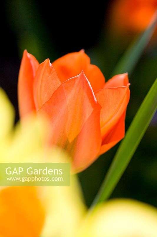 Tulipa 'Orange Emperor' - Tulip 'Orange Emperor'
