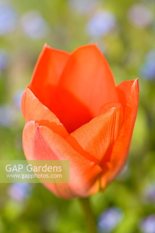 Tulipa 'Orange Emperor' - Tulip 'Orange Emperor'

