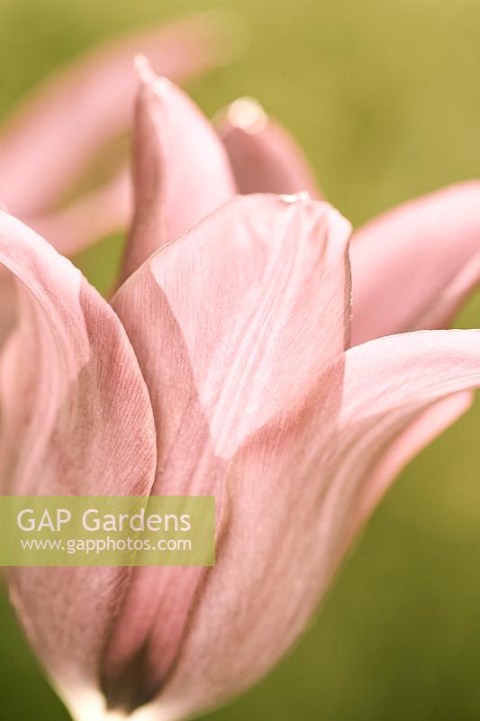 Tulipa 'Burgundy' - Lily-Flowered Tulip
