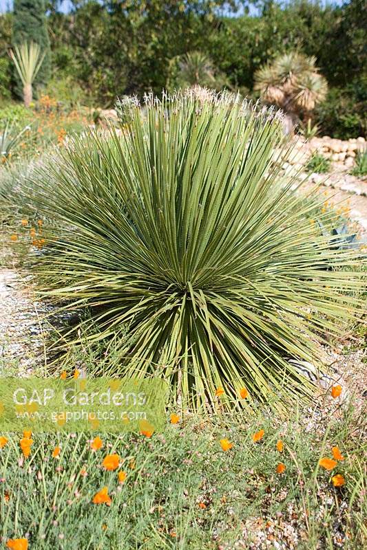 Dasylirion serratifolium in desert garden